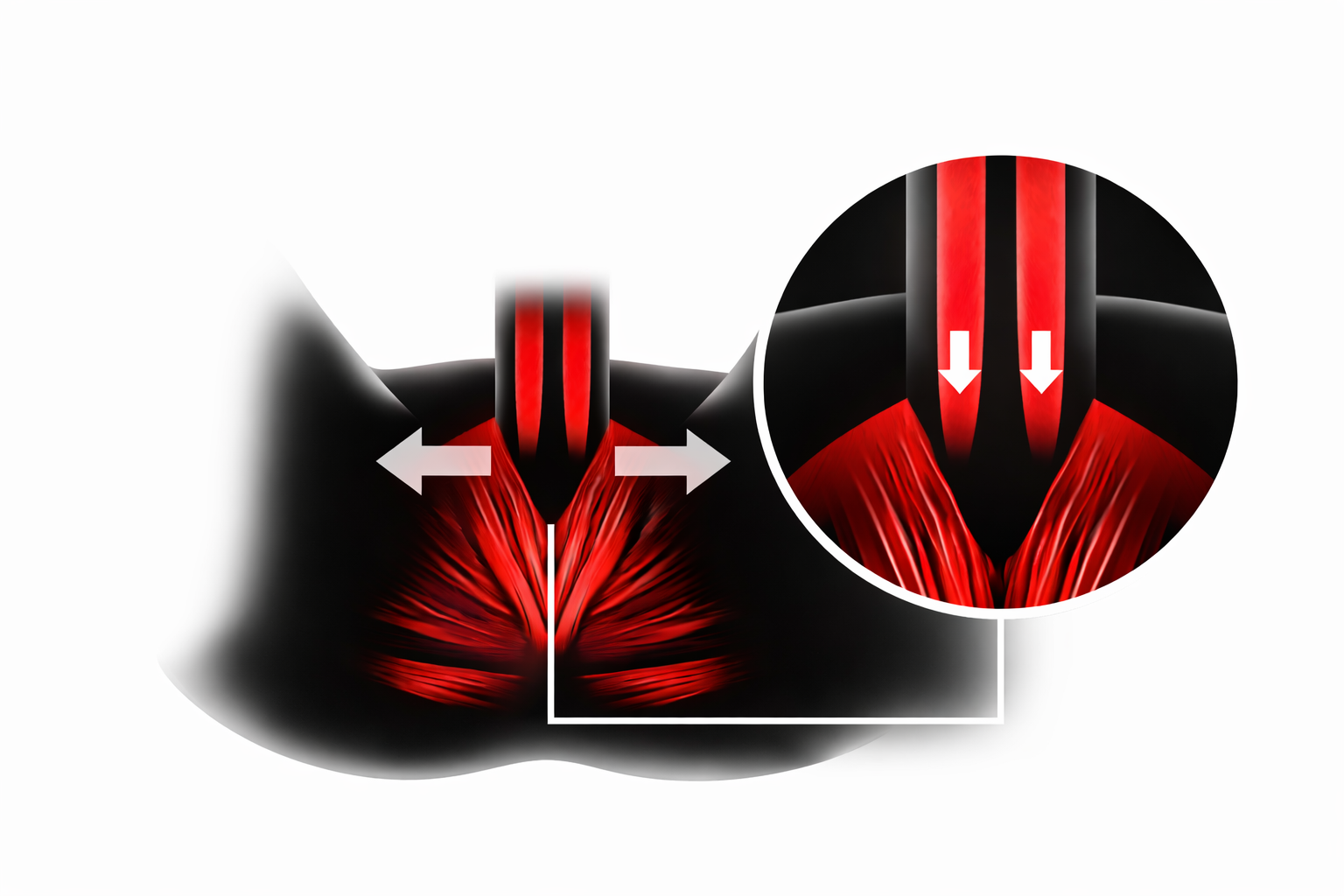 Male pelvic floor illustration